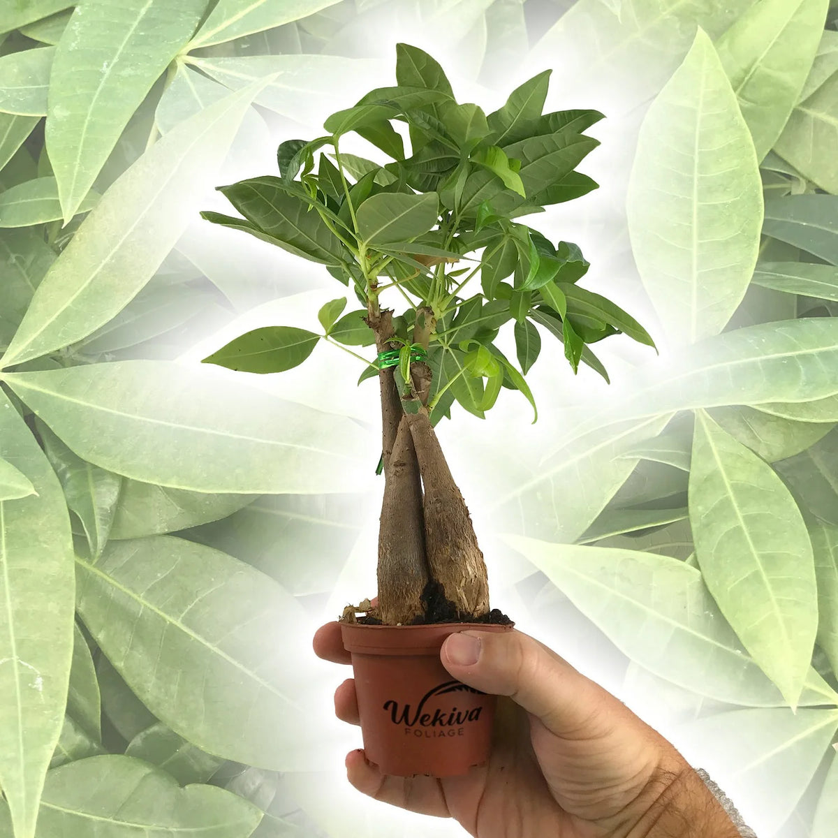 3 Live Plants in 3 Inch Growers Pot - Pachira Aquatica Indoor Houseplant V432