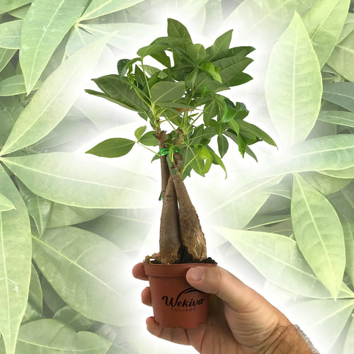 3 Live Plants in 3 Inch Growers Pot - Pachira Aquatica Indoor Houseplant V432