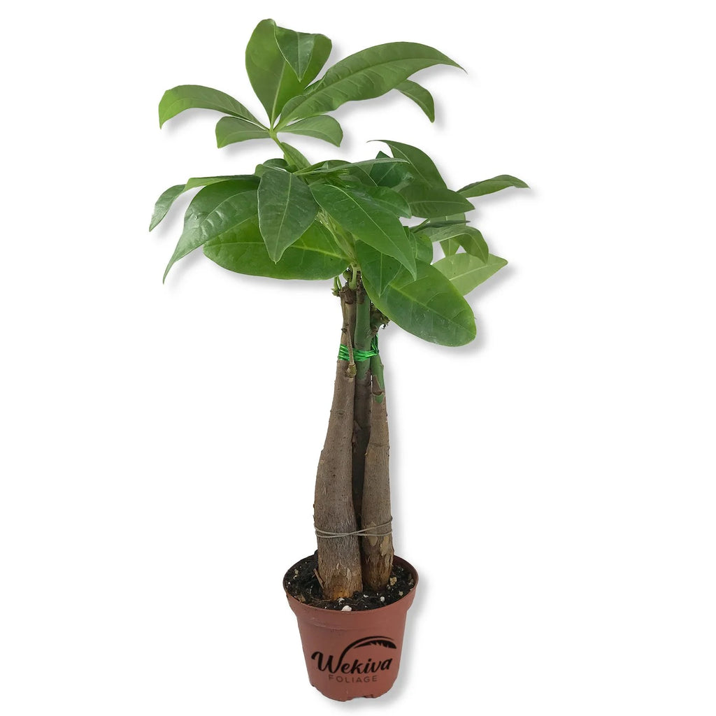 3 Live Plants in 3 Inch Growers Pot - Pachira Aquatica Indoor Houseplant V432