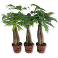 3 Live Plants in 3 Inch Growers Pot - Pachira Aquatica Indoor Houseplant V432