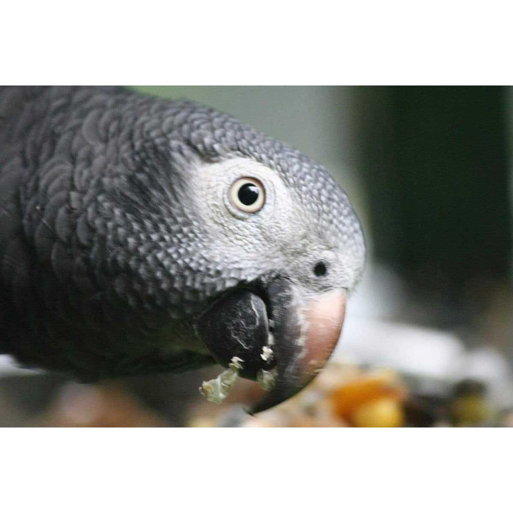 Parrot Food Sample Pack L40797