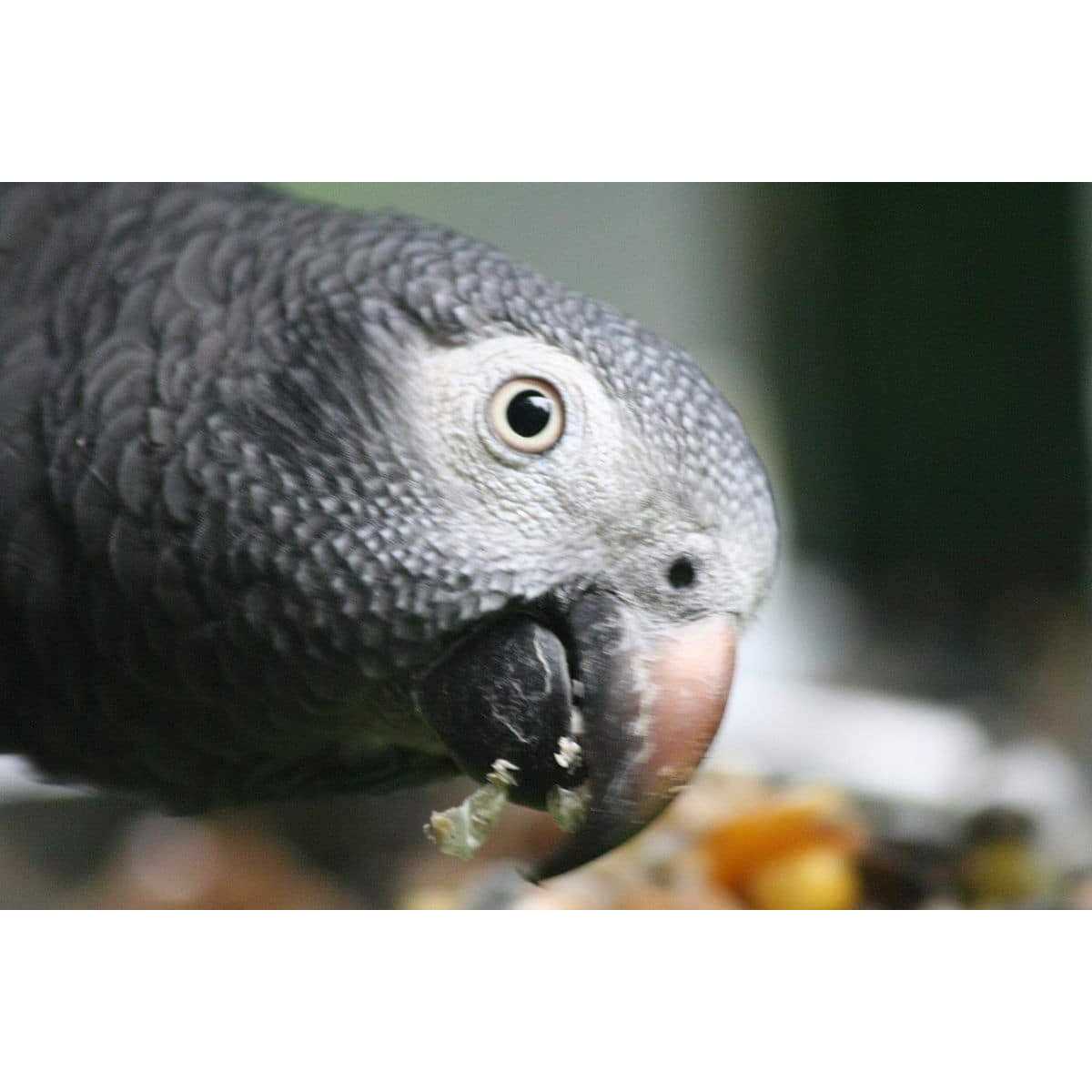 Parrot Food Sample Pack L40797