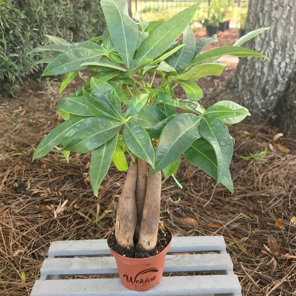 3 Live Plants in 3 Inch Growers Pot - Pachira Aquatica Indoor Houseplant V432