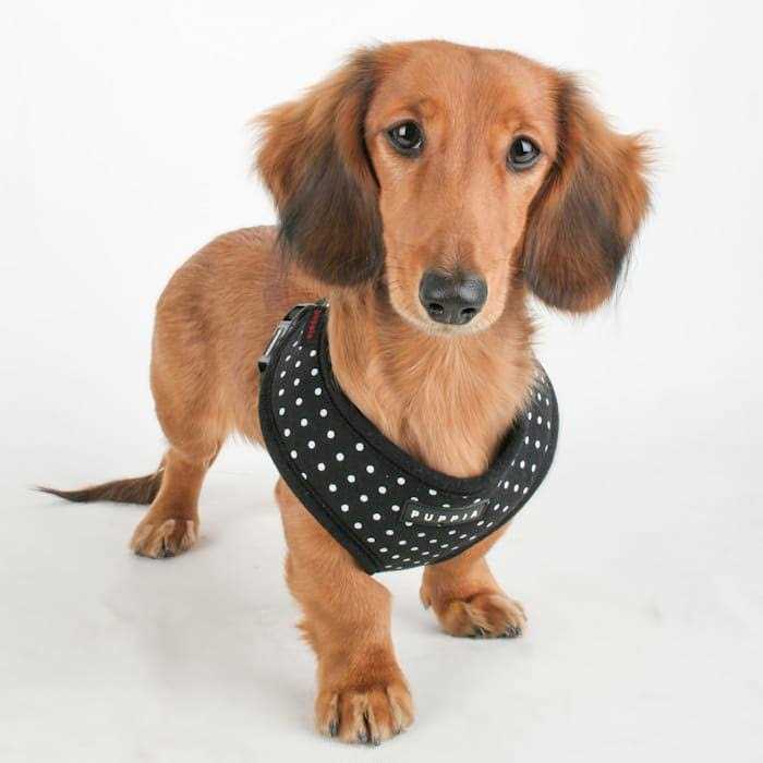 Dotty Harness V13282