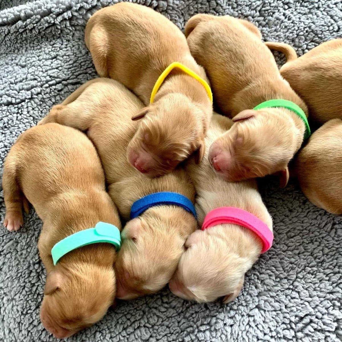 Puppy Whelping Collars 15 Colors Double-Sided Soft Adjustable ID Bands T465